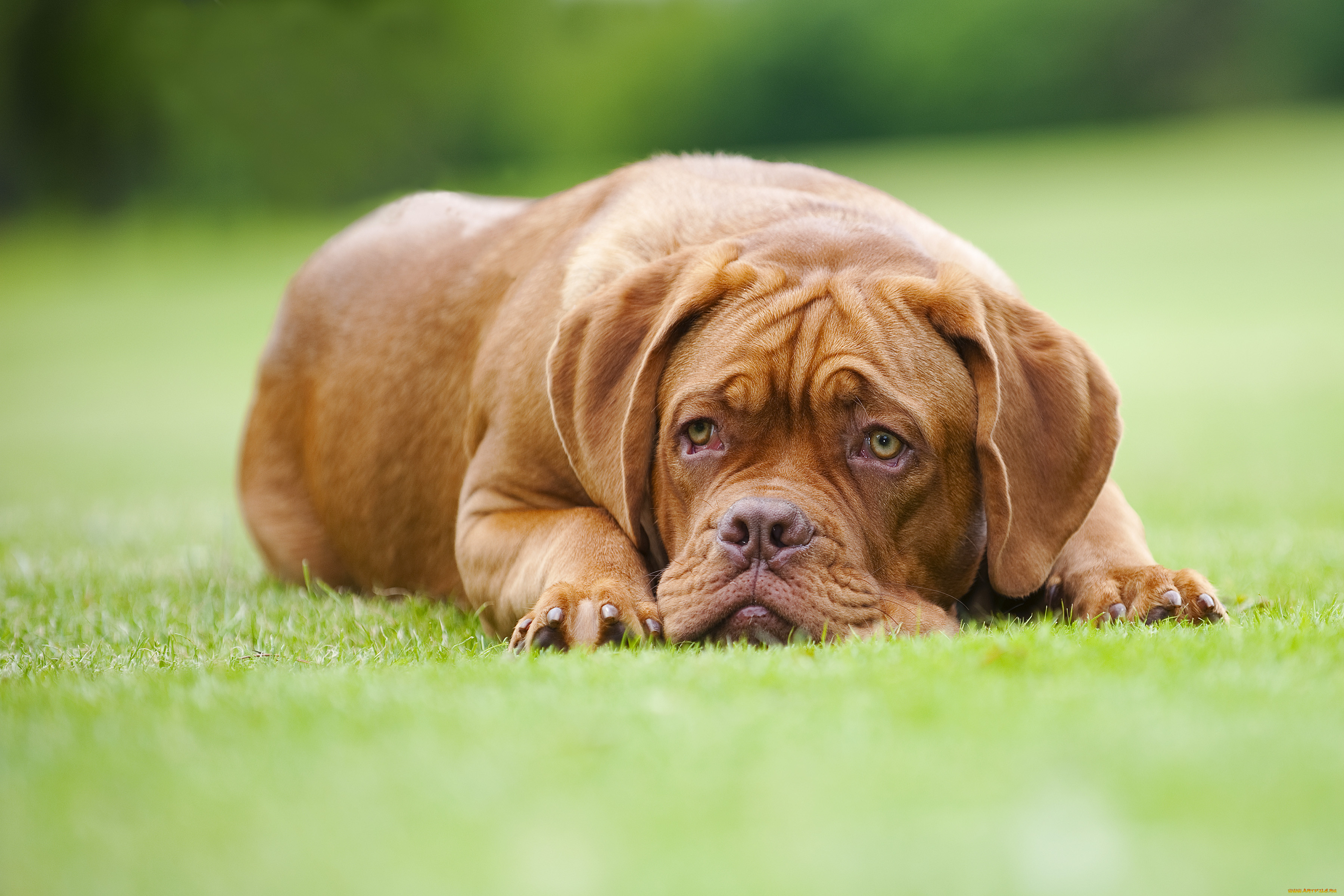 A dog. Бордосский дог. Собака. Собаки. Алмазная вышивка Бордосский дог.